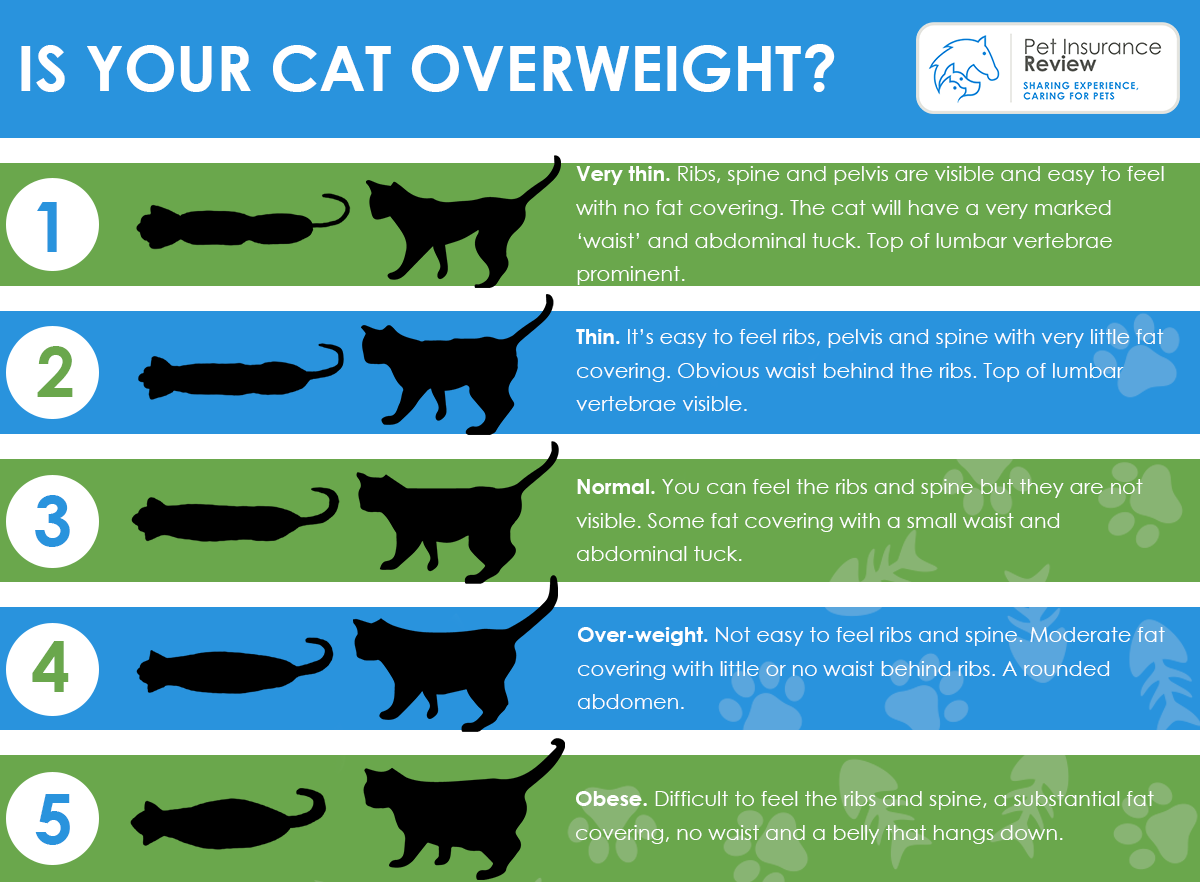 Obesity in Cats Pet Insurance Review